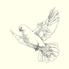 White Dove. Vector Illustration Of Flying Pigeon Isolated On White