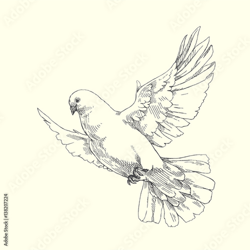 white dove vector illustration of flying pigeon isolated on white buy this stock vector and explore similar vectors at adobe stock adobe stock white dove vector illustration of