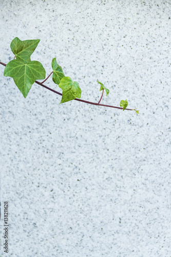 Fotografía Fondo conceptual con una rama con hojas verdes sobre un fondo de piedra