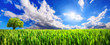 Panoramic landscape: green field with lone tree on the horizon and dynamic clouds in the blue sunny sky