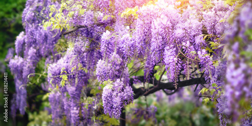 Wisteria dream in purple