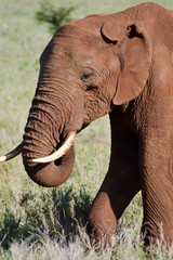 Sticker - Red Elephant isolated in the savannah