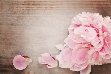 Obraz na płótnie miłość kwitnący lato kwiat retro