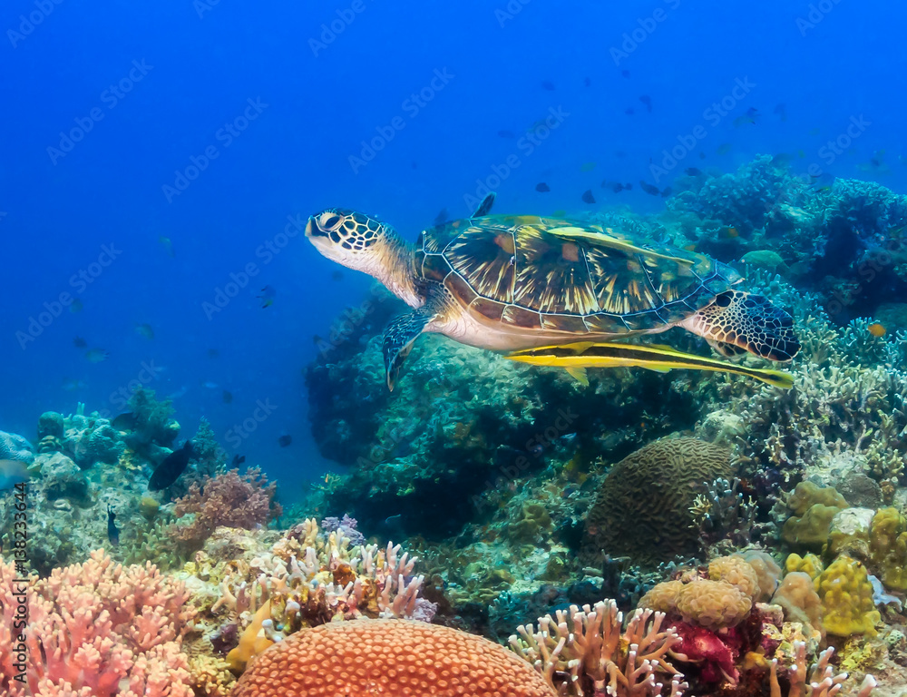 Hawksbill turtle swimming on a coral reef - obrazy, fototapety, plakaty 