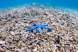 A single blue starfish on a dead coral reef.  This reef was destroyed by a strong typhoon several years ago and has not regrown.