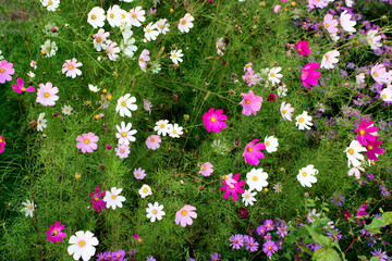 Wall Mural - top view of wild chamomiles in grass.