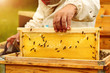 Beekeeper inspects honey comb with bees. Apiculture.