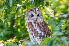 Owl In A Tree