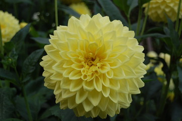 yellow dahlia bloom isolated against soft focus background