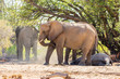 Afrikanischer Elefant (Loxodonta africana) im Aba Huab Trockenflussbett