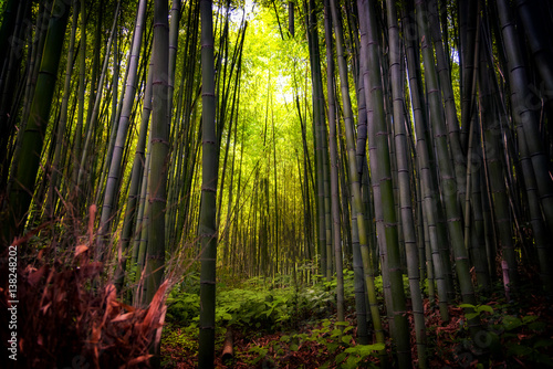 arashiyama-las-bambusowy-w-kioto