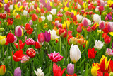 Fototapeta Tulipany - Colorful tulips background.
