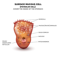 Foveolar Cell Or Surface Mucous Cell Of The Stomach Wall,  Secretes Mucus Which Cover The Stomach Wall, Protecting It From The Gastric Acid. 