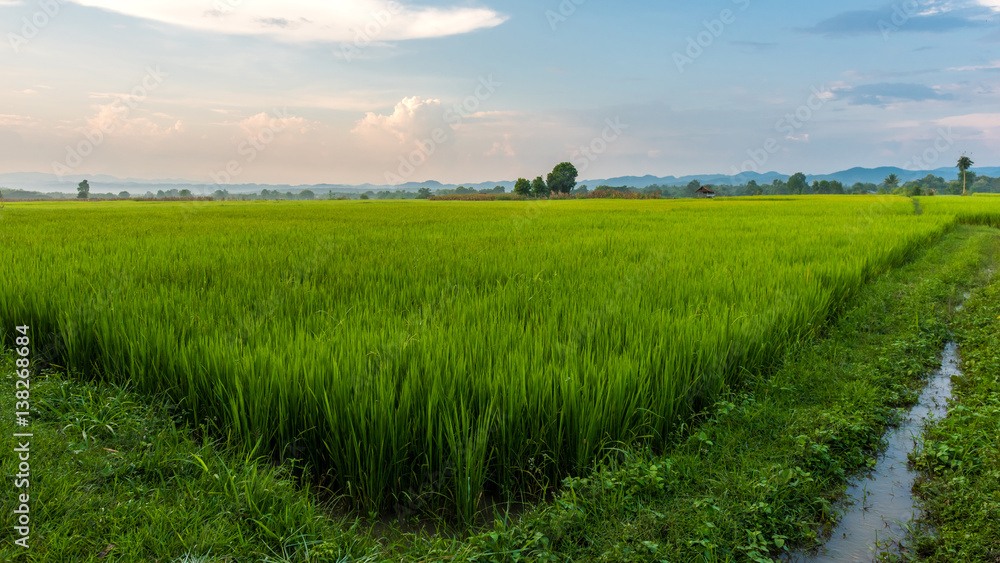 Rice field green grass blue sky cloud cloudy landscape background Stock ...