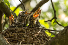 Four Hungry сhicks In A Nest On An Apple Tree Branch In Spring	