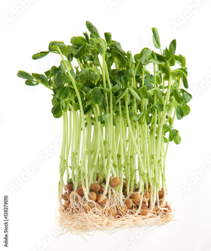 豆苗 水耕栽培 Stock Photo Adobe Stock 豆苗 水耕栽培 Stock Photo Adobe Stock