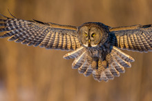 The Great Grey Owl In The Golden Light. The Great Gray Is A Very Large Bird, Documented As The World's Largest Species Of Owl By Length. Here It Is Seen Searching For Prey In Quebec's Harsh Winter.