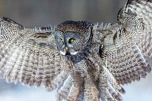The Great Grey Owl In The Golden Light. The Great Gray Is A Very Large Bird, Documented As The World's Largest Species Of Owl By Length. Here It Is Seen Searching For Prey In Quebec's Harsh Winter.