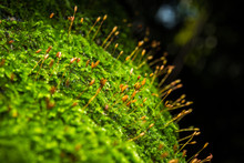 Close Up Green Moss In Forest After Rain