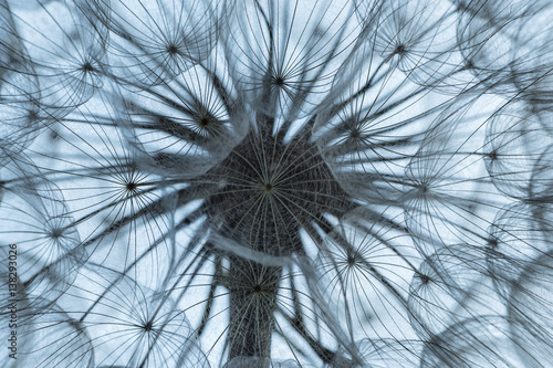 Fototapeta na wymiar Entfaltungsmöglichkeiten: Makro einer Pusteblume; Symbol und Metapher, Visionen, Optionen, Keimzelle, Verteiler, Expansion