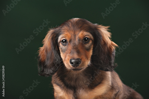 Healthy Young Longhaired Dachshund Dog Puppy Buy This Stock