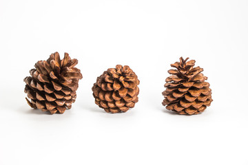 Single pine cone