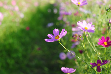 Poster - pink cosmos flowers background wallpaper nature summer 
