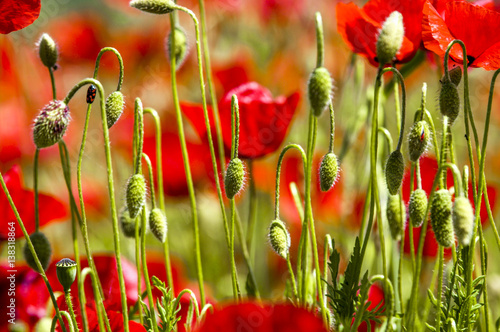 Cuadros en Lienzo Corn poppy in blossom, Slovenia, Southern Slovenia