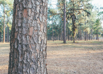 Wall Mural - pine tree forest on day time .