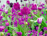 Fototapeta Tulipany - Glück, Lebensfreude, Frühlingserwachen, Leben: Tulpen im Frühling :)