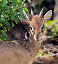 Antelope In Lake Manyara - Tanzania, Africa