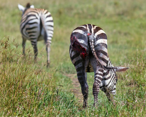 Wall Mural - Zebra escapes from the clutches of a predator in Lake Nakuru - Kenya, Africa