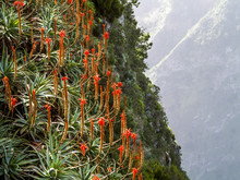 Flowerage Of Madeira, Flowers Of Tree Aloe, Aloe Arborescens, Po