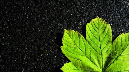 Green leaf on asphalt,beautiful green leaf isolated on black asphalt background, bright color photography