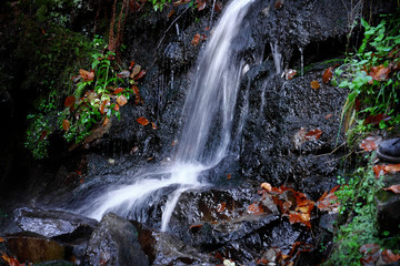 Poster - Carpathian forest  waterfall