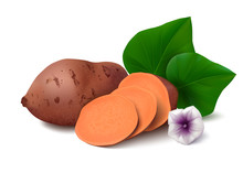 Sweet Potato With Slices, Flower And Leaves Isolated On White Background. Vector Illustration.