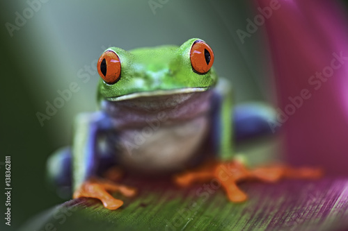 Plakat Tropikalna czerwień przyglądająca się drzewna żaba, Agalychnis callidrias
