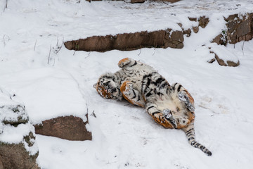 Wall Mural - Tiger walking and lying on the snow