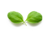 Fototapeta  - Basil leaves spice isolated on white background.
