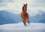 Fototapeta Konie - Red horse runs on snow on mountains background