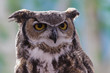© Captivating Light - A Great Horned Owl with its 'ears' back, looking right at you.