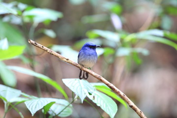 Wall Mural - Hainan blue flycatcher (Cyornis hainanus) in Cuc phong National Park, Vietnam