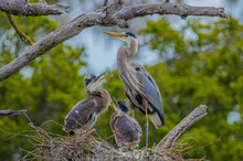 Great Blue Heron On Nest With Young Ones