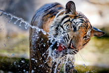 Thirsty Tiger
