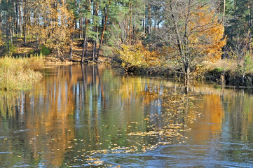 Wall Mural - Autumn on the river