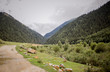 © Artem - road in the mountains green grass