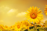 Fototapeta Kwiaty - field of sunflowers with the sunlight adjust color to colorful with gold light