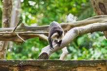 The Lion-tailed Macaque (Macaca Silenus), Or The Wanderoo. Natural Background With Monkey On Tree.