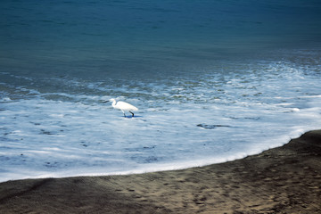 Wall Mural - Typical birds of India in typical biotope 14. little egret (Egretta garzetta)