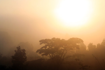 Wall Mural - Thailand jungle sunrise